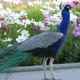 Indian peacock walking by colorful flowers - VideoHive Item for Sale