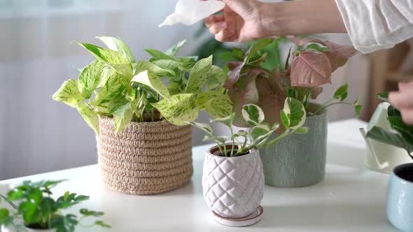 Woman Gardeners Fertilizer Plant in Ceramic Pots on the White Table