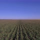 Flying Backwards Above Corn Field - VideoHive Item for Sale