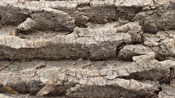 Rough Old Rough Bark of a Large Tree Closeup Slow Motion