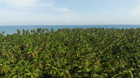 Aerial View of a Massive Palm Tree Forest on the Coast of Dominican Republic