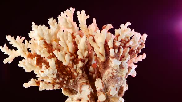 Ocean Coral, Material Against, Black, Pink Backlight To the Right, Rotation, Closeup