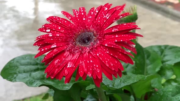 Red flower Daisy in the garden with raindrops on the petals. Capture in slow motion. Water drops ove