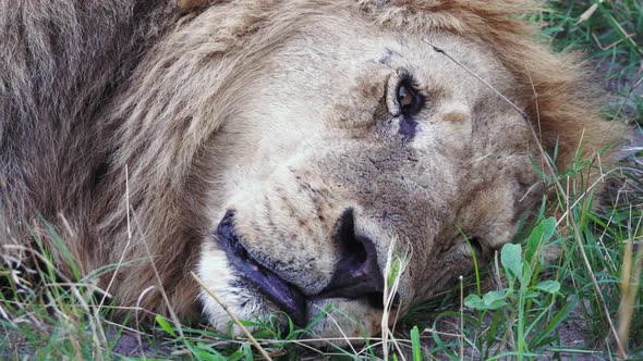 Male Lion Laid in the Grass Resting Close Up