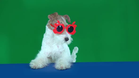 Fox Terrier Sits in Red Glasses, Holding a Blank Placard Ready for Your Text or Product. Green