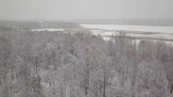 Aerial Quadcopter View of Snowy Forest. Many Trees Covered By Snow.