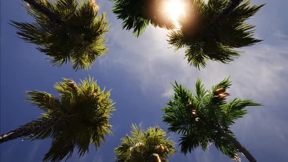 Bottom View of Palm Trees in Sunlight