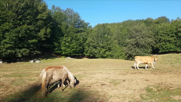 Ponies eating grass on the pasture on a sunrise in Campania, Italy