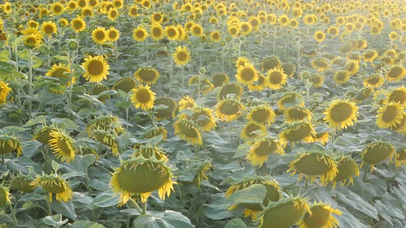 Backlit from sun over sunflower Helianthus annuus field 4K footage