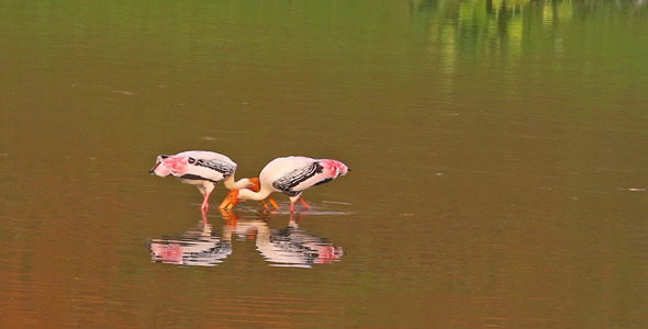 Two Storks Dancing