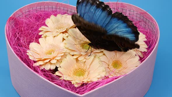 Blue Butterfly on Pink Color Flower in Heart Shape Box Valentines Day Design