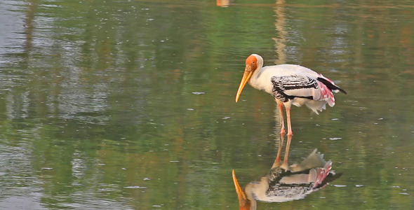 Standing Stork 2