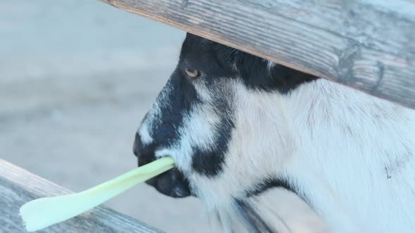 Slow motion closeup of a goat chewing on a piece of celery.