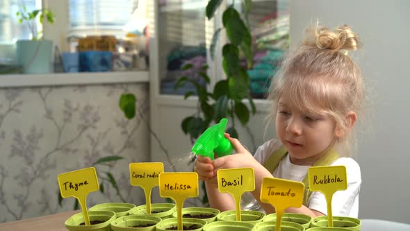 a Little Blonde Girl in an Apron is Engaged in Planting Seeds for Seedlings Spraying Planted Plants