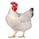 Chicken - AudioJungle Item for Sale
