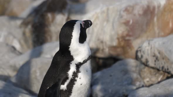 Close up from a penguin on the rocks around Betty's Bay