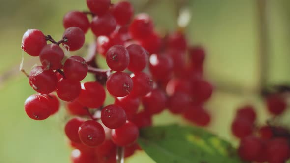 Guelder Rose  Viburnum Opulus Ripe Red Berries Closeup