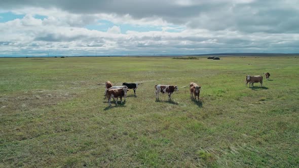 Aerial View of Herd of Cows Grazing on a Green Meadow