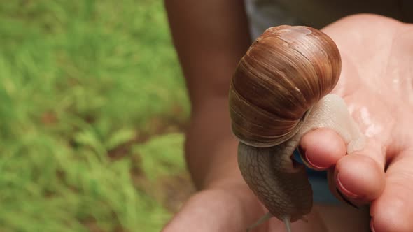 Close up a of a large snail crawling on a woman’s hands in the middle of a forest hike.