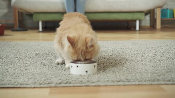 Beautiful Cat Eats Food From a Bowl