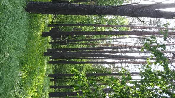 Vertical Video of a Forest with Pine Trees