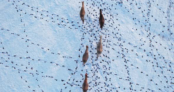 Horses In Winter Aerial View