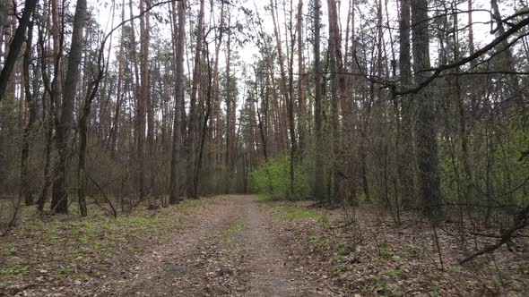 Road in the Forest During the Day Slow Motion