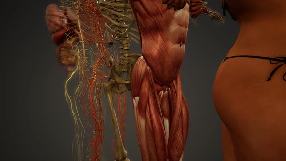 Animated 3D Human Anatomy Illustration