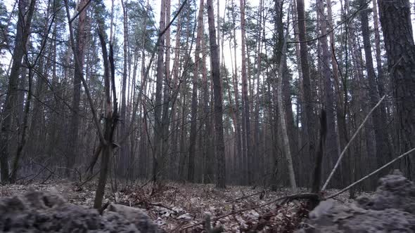 Trees in a Pine Forest During the Day Aerial View