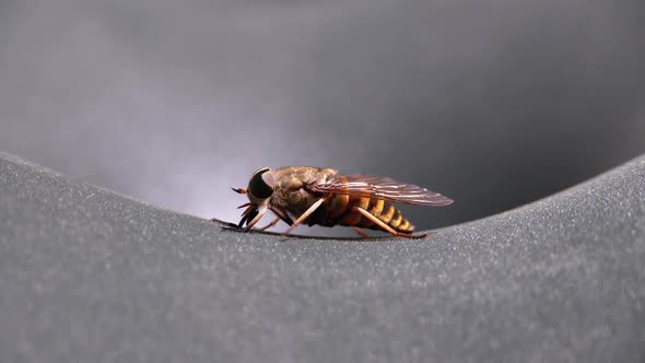 Gadfly Creeps Close-up. Horse-Fly in Macro. Slow Motion