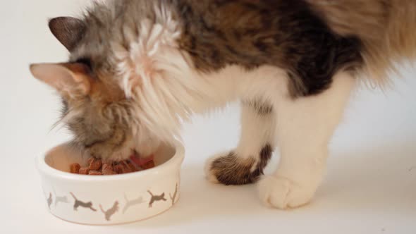 A Beautiful Domestic Cat Eats From a Bowl on a White Background