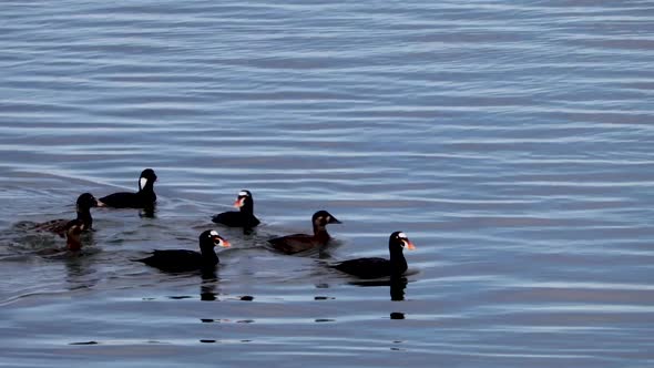 Surf Scoter on the Oregon Coast swimming in the bay. Male and Female Scoter's are diving for fish.