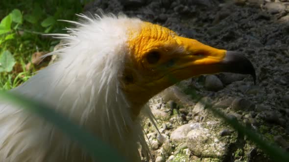 Egyptian vulture looks around, water drop falls down.