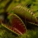 Carnivorous Plant - AudioJungle Item for Sale