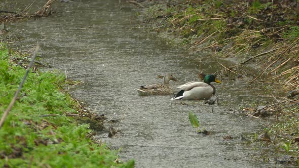 Mallard duck hen and drake in a small creek, Toronto, Canada, medium shot