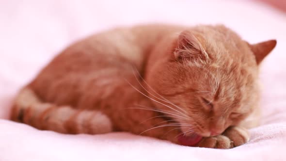 Cat Sits on the Sofa at Home