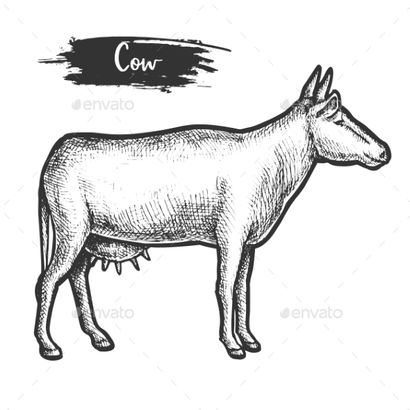 Vintage Vector Illustration of Cow Profile Sketch