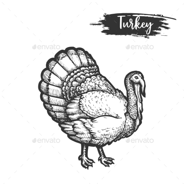 Turkey Bird Sketch or Hand Drawn Gobbler