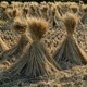 Straw Dry Grass