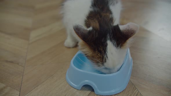 Hungry One Eyed Cat Eating Food and Licking Bowl