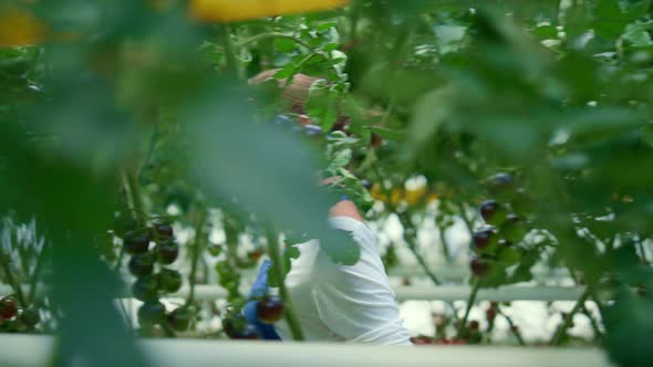 Farmer Check Tomato Plantation Small Industry