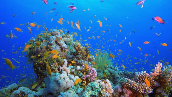 Tropical Colorful Fish and Soft Coral