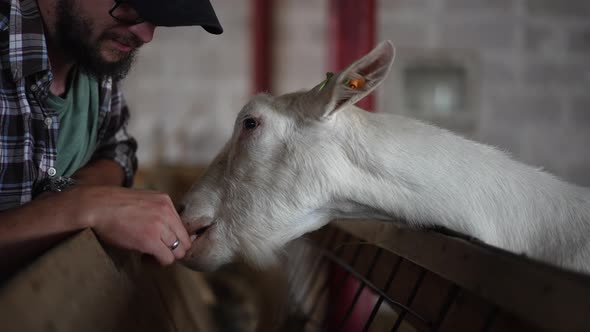 Side View Curios Goat Licking Hand of Young Man in Barnyard Indoors