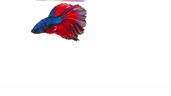 Siamese fighting fish (Betta splendens)