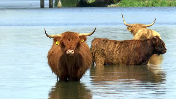 Highland cows having a bath.