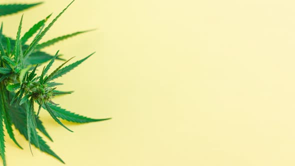 a Large Bush of Fresh Green Marijuana Lies on a Pastel Yellow Background with