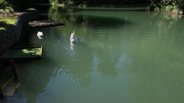 Pair of White Swans Swims in a Lake in Reserved Area, They Are Looking for Food