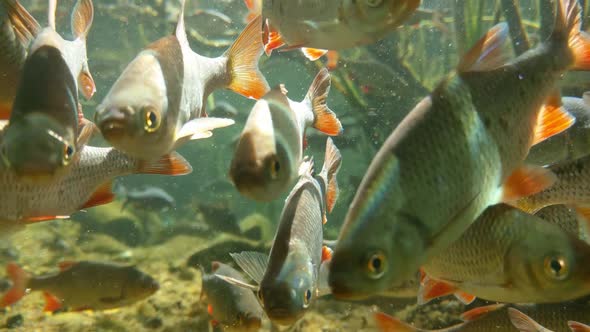 Underwater shooting of a flock of swimming fish in a pond