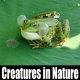 Creatures In Nature (3-pack) - VideoHive Item for Sale