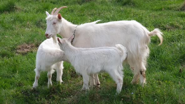 Mother Goat and Two Kids Graze on a Green Pasture